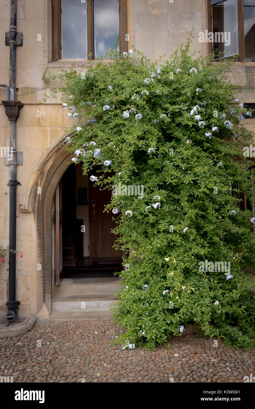 Blatt grünen Torbogen in Pembroke College, ein konstituierendes College der Universität Cambridge, England. Stockfoto