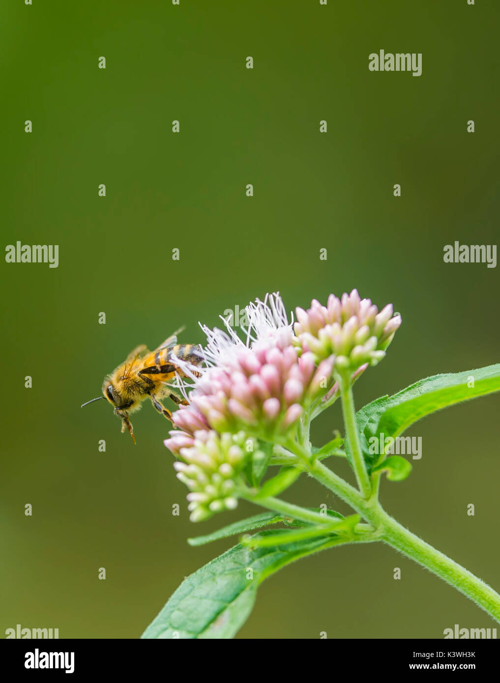 Honig Biene fliegt von einem Eupatorium cannabinum Pflanze, auch als Hanf agrimony oder Heiligen Seil bekannt, im Spätsommer in Sussex, UK. Porträt mit kopieren. Stockfoto
