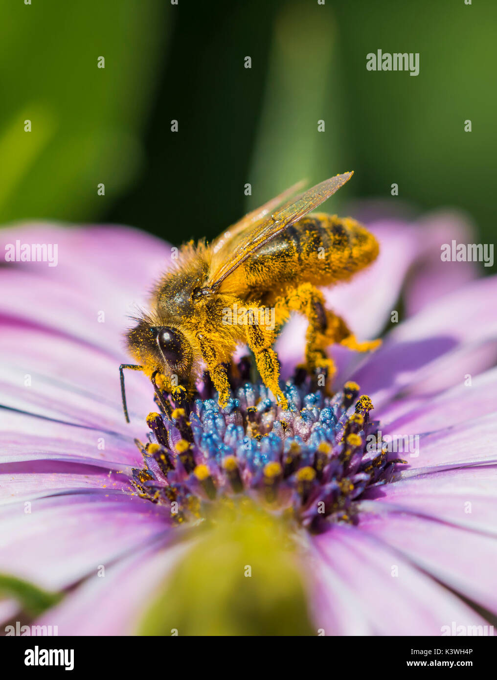 Apis mellifera (Europäische Honigbiene) auf einem Osteospermum ecklonis sammeln Nektar/Bestäubung in West Sussex, UK. Biene bestäubt. Honigbienen. Stockfoto