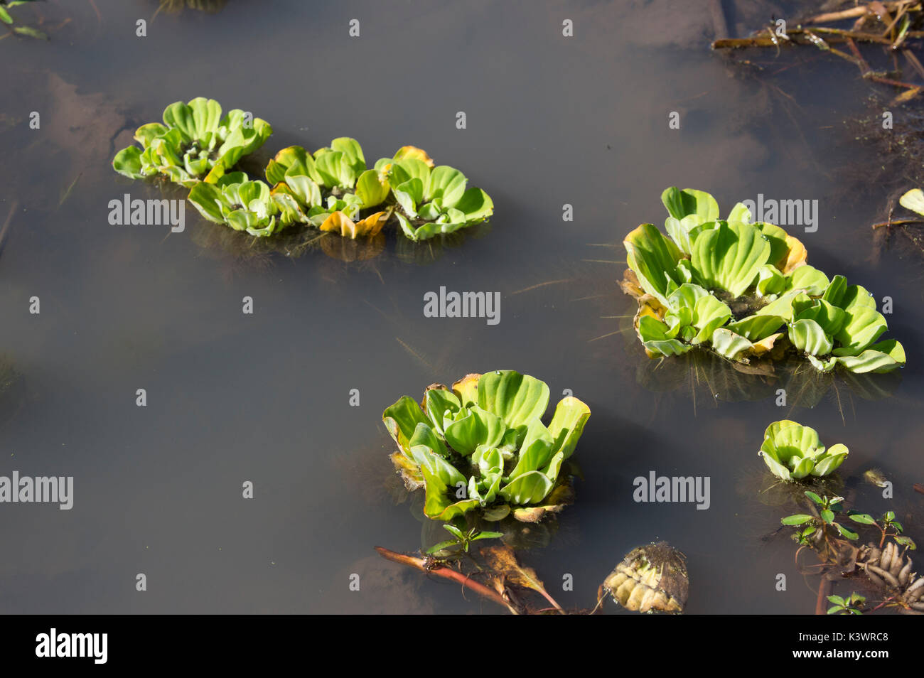 Wasser Salat (muschelblumen stratiotes) - eine schwimmende aquatischen invasiven Pflanze, die Staudämme eindringt, Pfannen und langsam fließenden Flüssen. Auch als Nil Salat bekannt und Stockfoto
