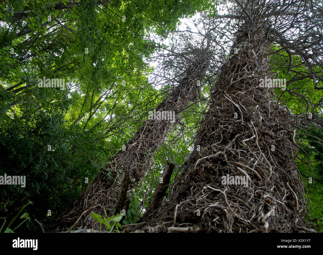 Wald, Bäume, Pflanzen Stockfoto