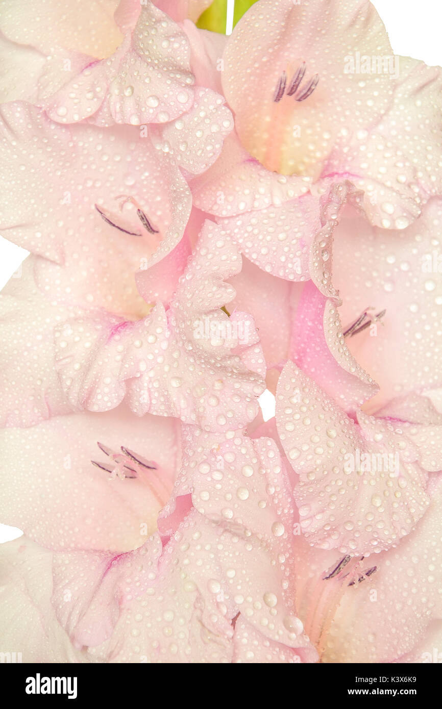 Single sanfte rosa gladiolus Blume mit Wassertropfen Nahaufnahme, auf weißem Hintergrund Stockfoto