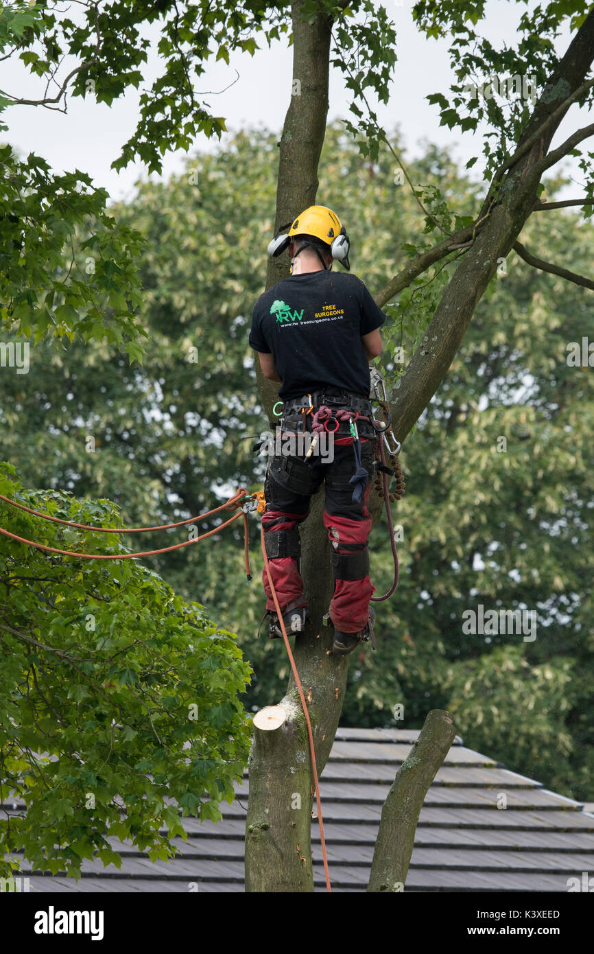 Baum Chirurg in Schutzausrüstung arbeiten, mit Kletterseilen für Safety & holding Kettensäge, hoch in den Filialen der Garten baum - Yorkshire, England, UK. Stockfoto