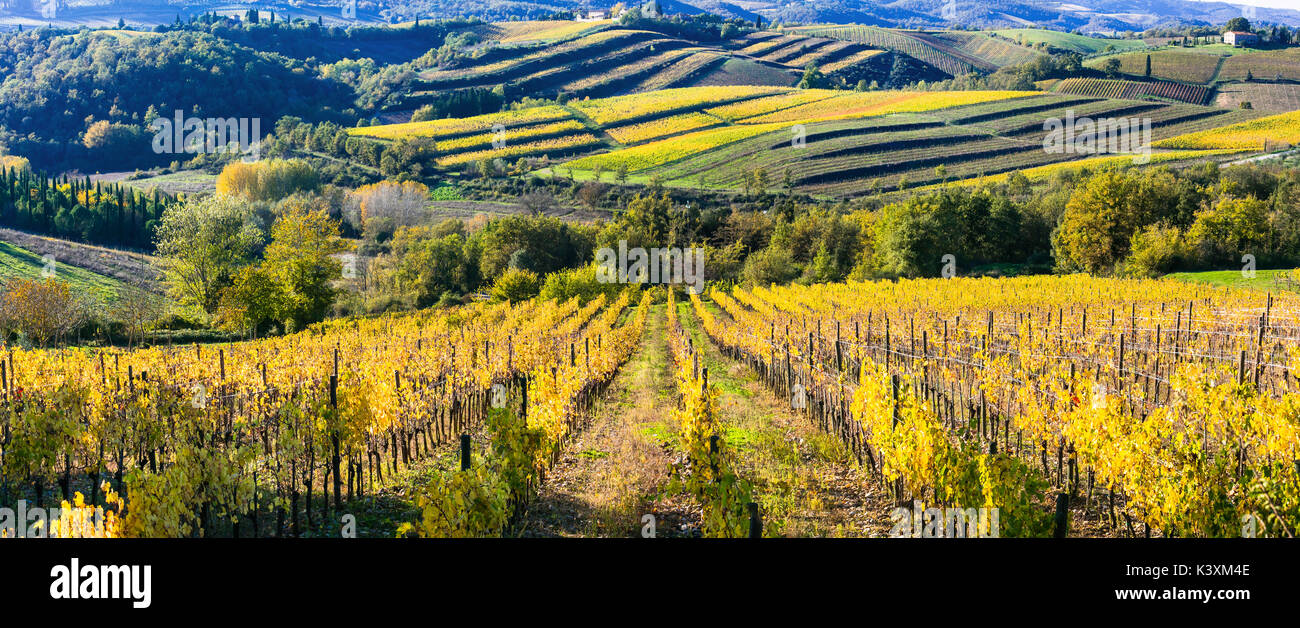 Herbst Landschaft - goldene Weinberge der Toskana. Chianti und wichtigsten Rebsorten der Region von Italien Stockfoto