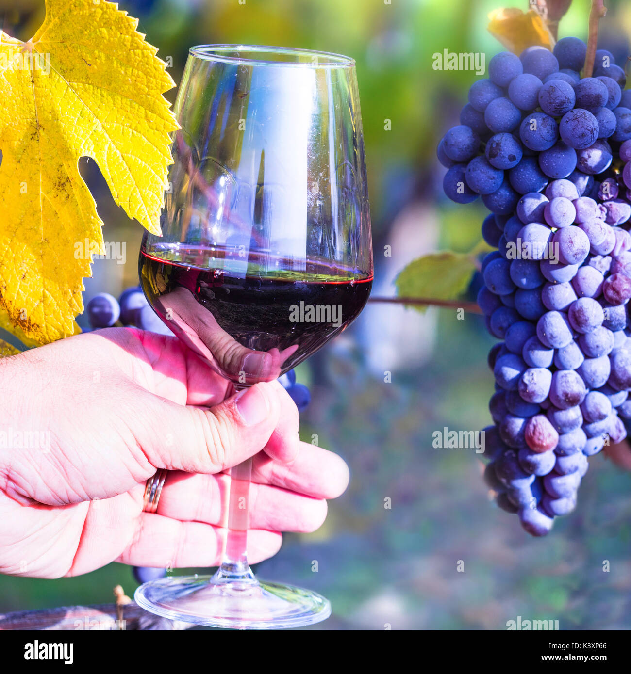 Herbst Ernte - reife Trauben und Glas Rotwein Stockfoto