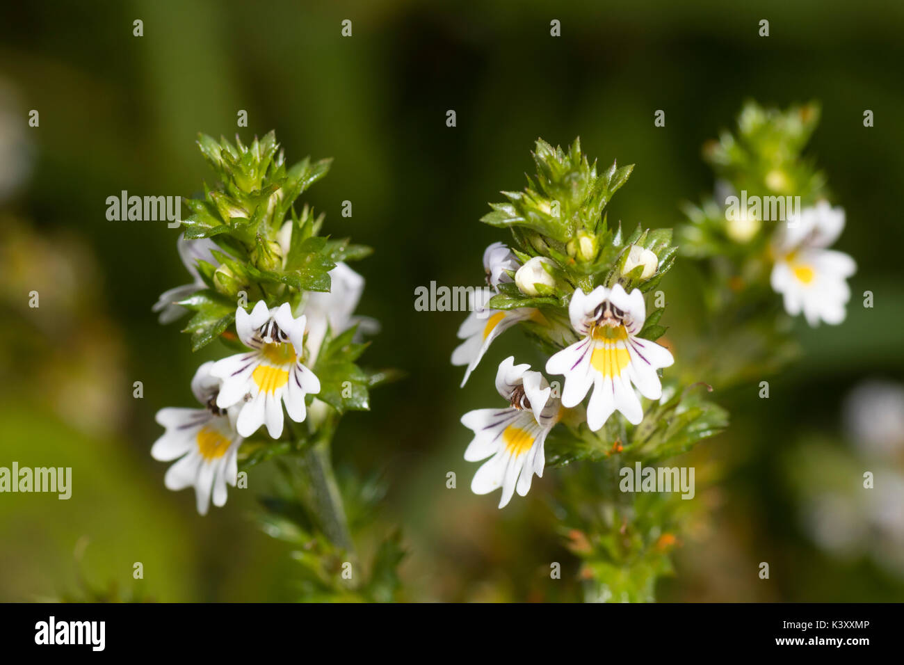 Ende Sommer Blumen der jährliche Wildflower, Euphrasia officinalis, Augentrost, verwendet als Heilpflanze Stockfoto