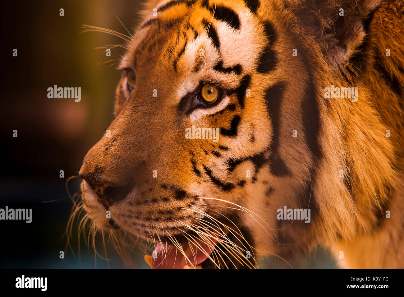 Nahaufnahme eines indischen Tiger im Zoo, Rio de Janeiro, Brasilien Stockfoto