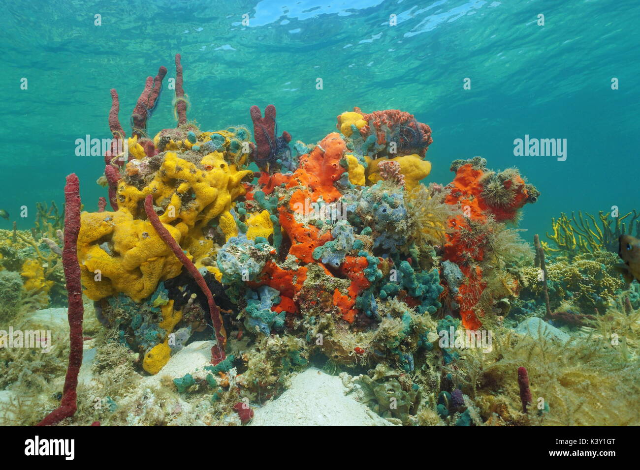 Bunte meeresschwämmen unter Wasser in einem Korallenriff, Karibik Stockfoto