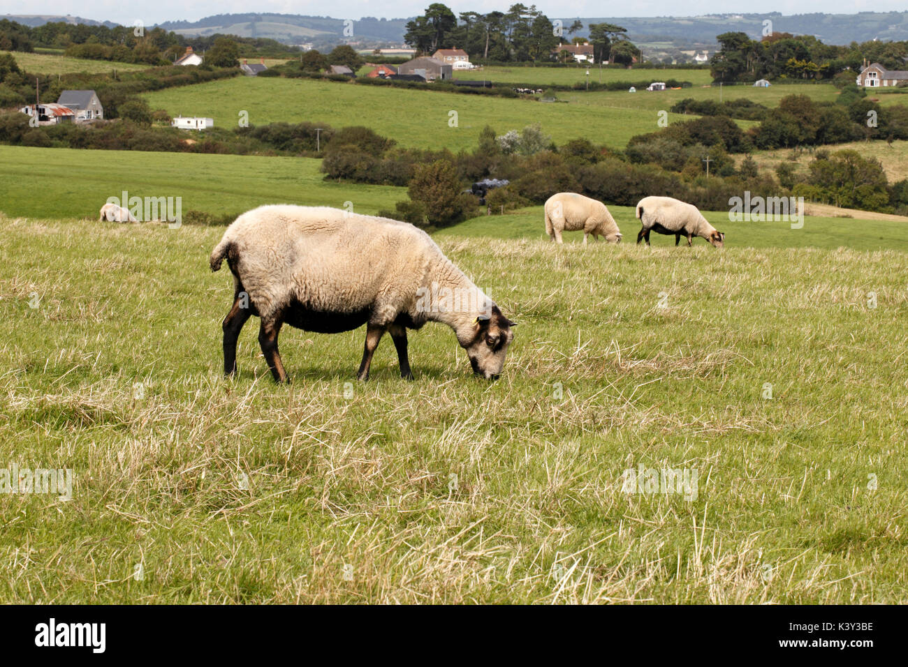 Badger Gesicht Welsh Mountain Schafe. Badger konfrontiert. Dorset. Hardy Rasse. Stockfoto