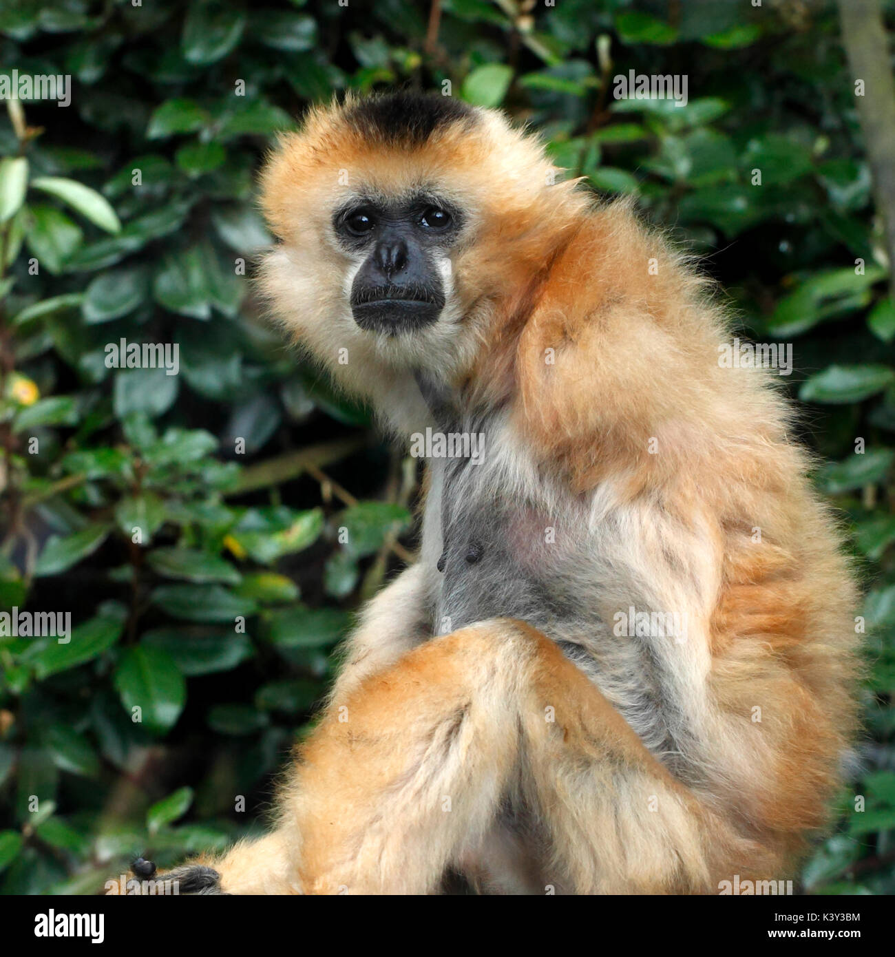 Black-Crested Gibbon (Hylobates concolor), weiblich. Stockfoto