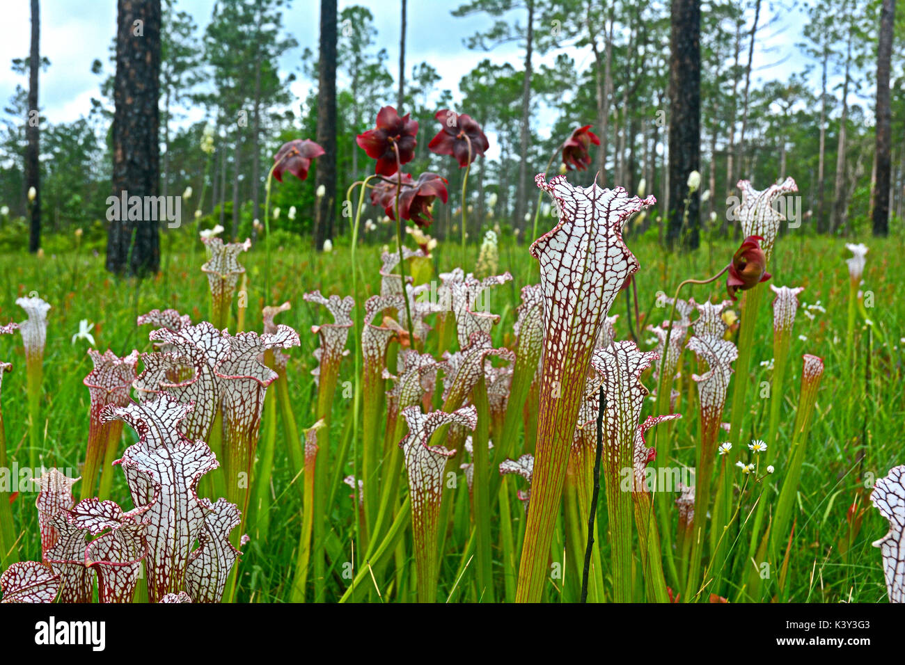 Gefährdete weiße Marmorplatten Schlauchpflanzen (Sarracenia leucophylla) wachsen in einem Moor in der Panhandle von Florida. Stockfoto