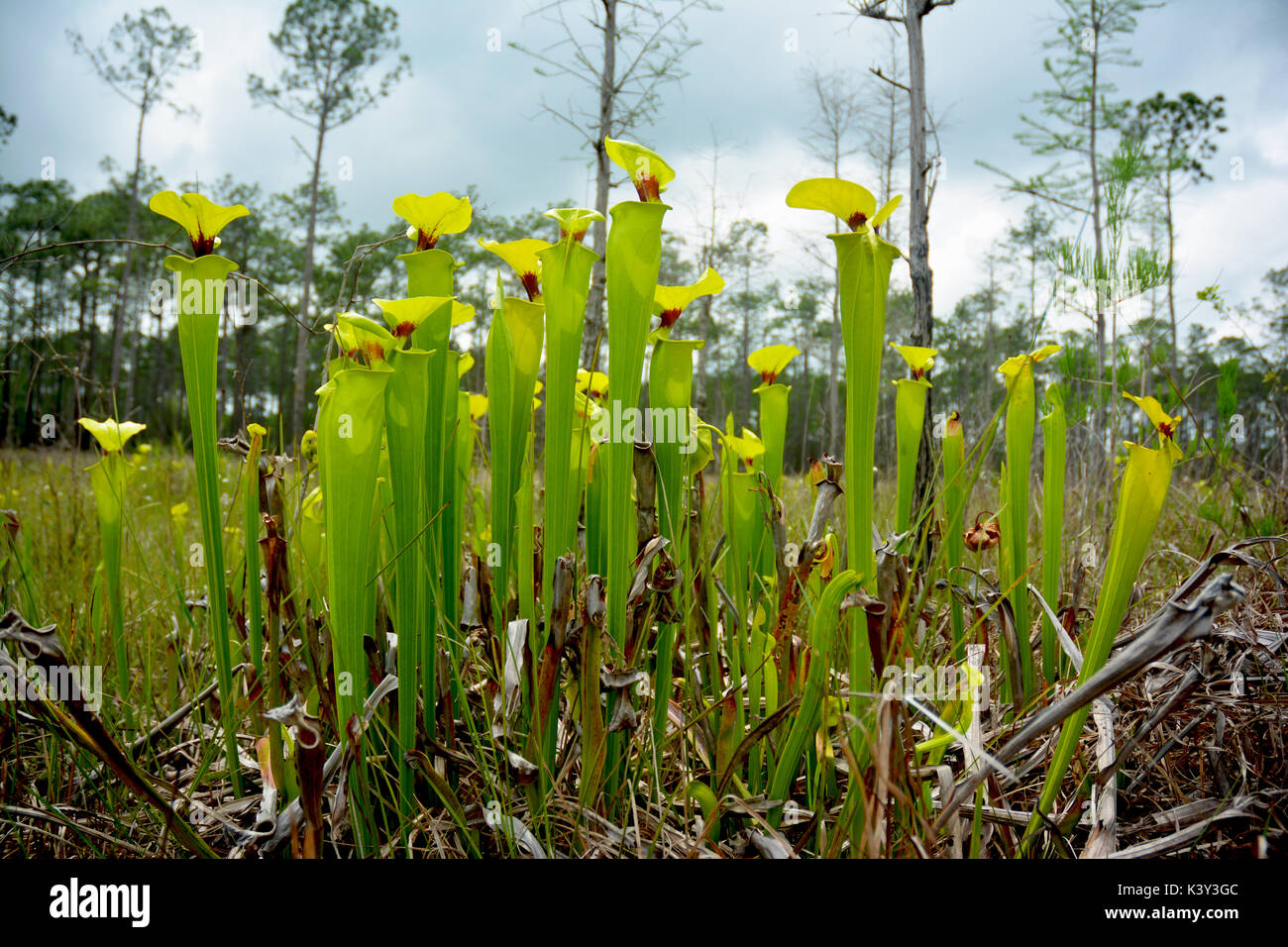 Staat bedroht Gelb überstieg Schlauchpflanzen (Sarracenia flava) im Moor in der Panhandle von Florida wächst. Stockfoto