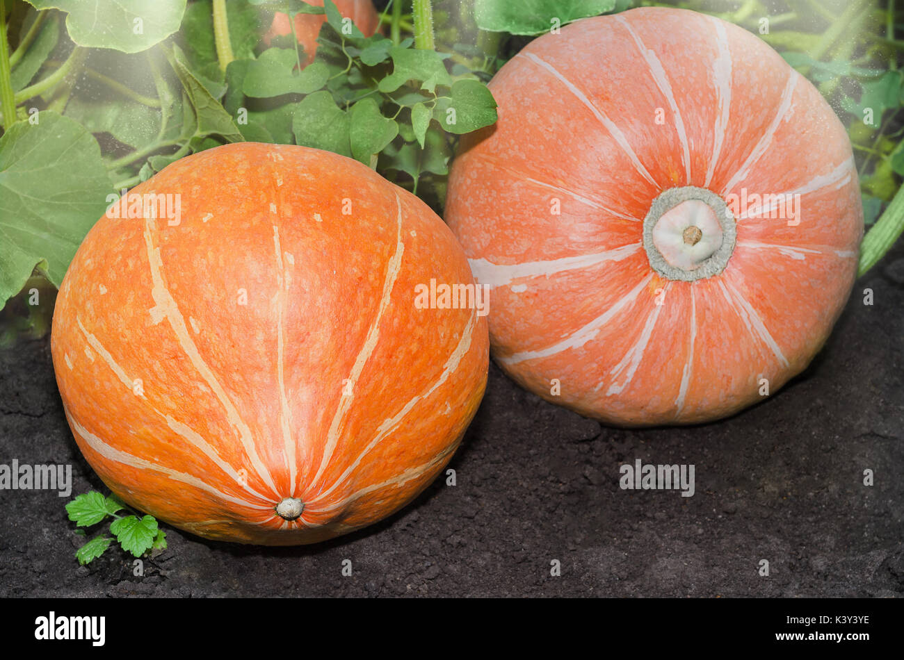 Reife orange Kürbis Stockfoto