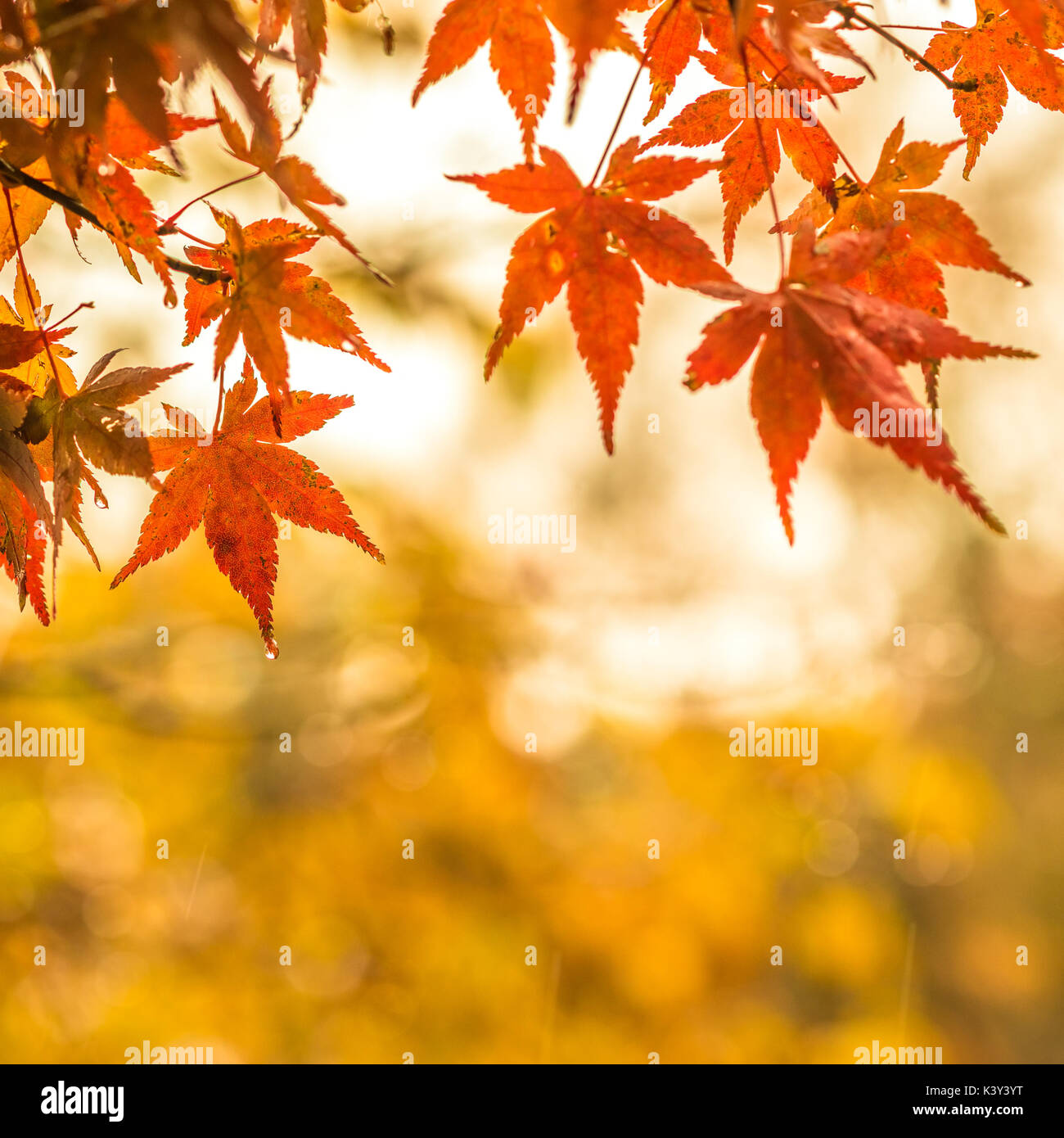 Herbstliche Hintergrund, leicht defokussiert Rot marple Blätter mit Wassertropfen Stockfoto