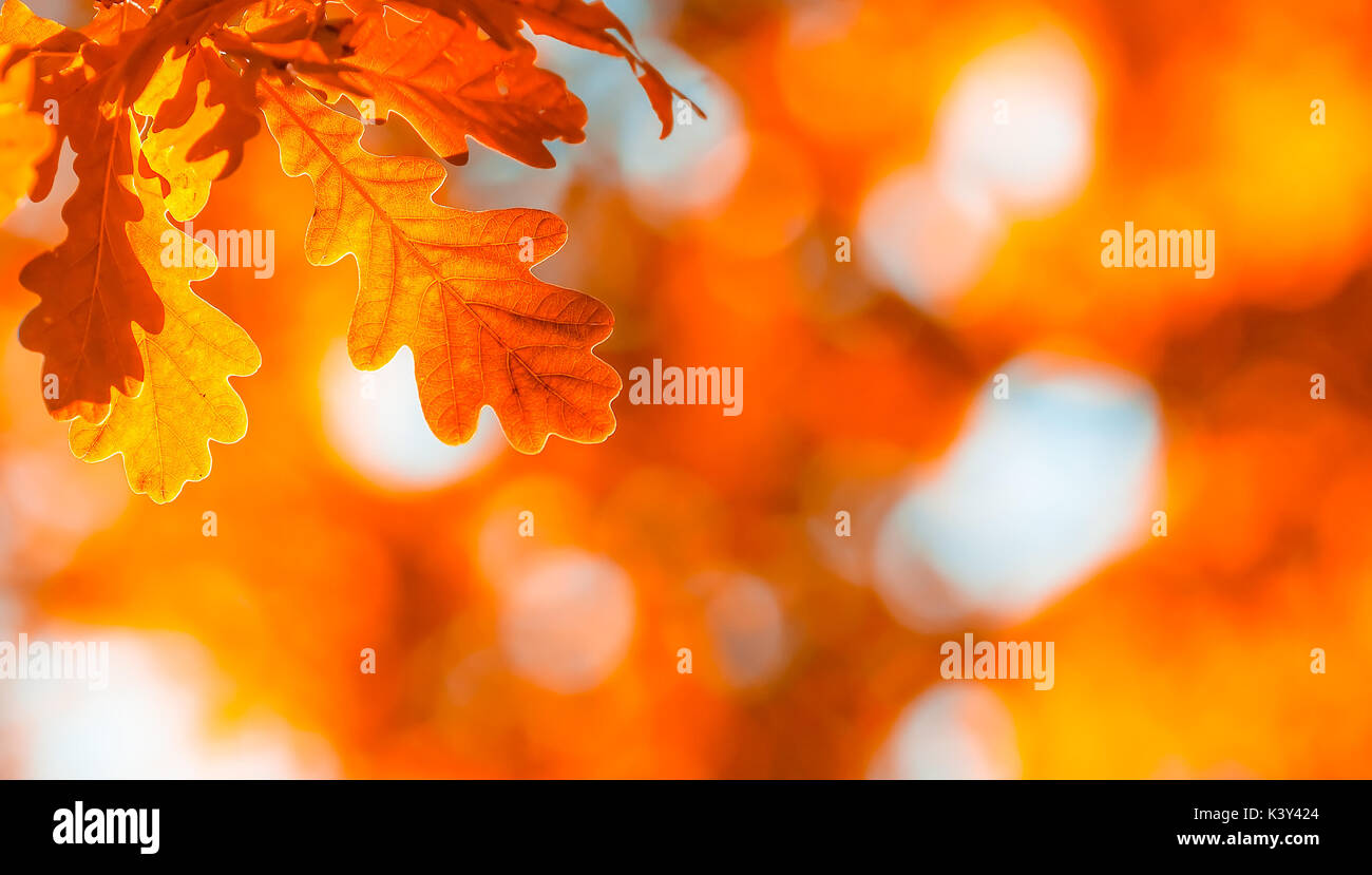 Herbstlaub, sehr flachen Fokus Stockfoto
