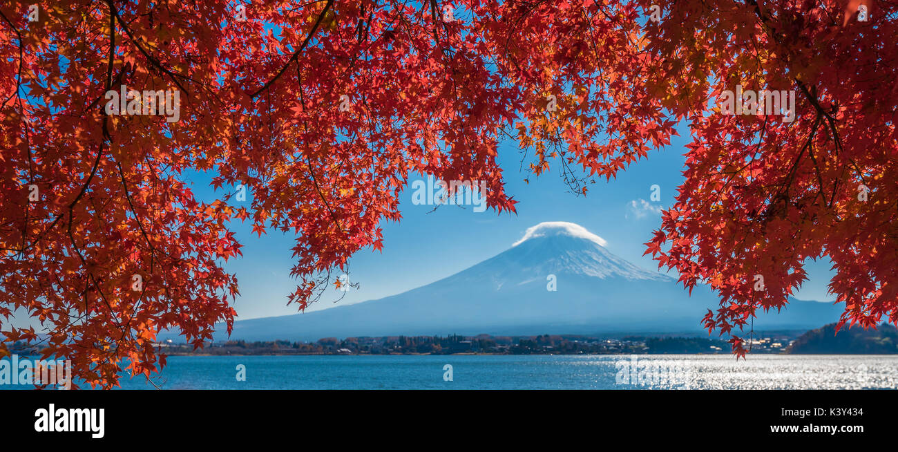 Fuji und Herbst Ahorn Blätter, Kawaguchiko See, Japan Stockfoto