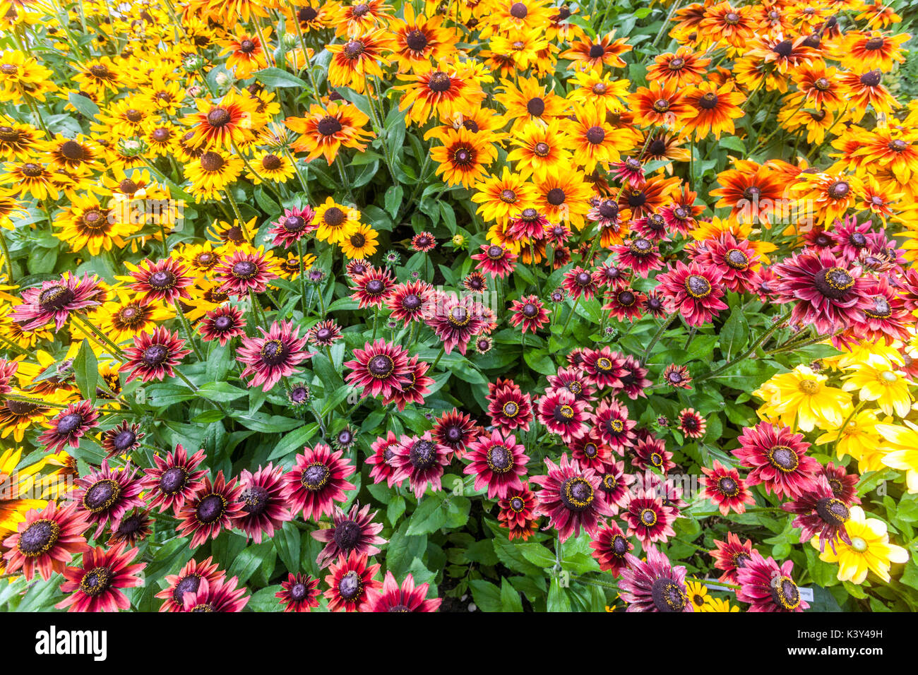 Rote Rudbeckia Kirschbrand Blumen und andere Rudbeckias Sommer Garten Blumenbeet Schwarze Augen Susan Mixed Rudbeckia hirta Rudbeckia Sonora, Prairie Sun Stockfoto