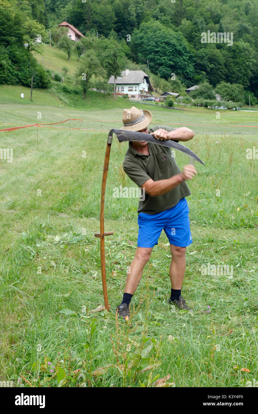 Ein Mann in einem Feld zum Stillstand kommt, das Gras, die Sense mit einem Schleifstein schärfen. Tržišče. Dolenjska, Slowenien Stockfoto