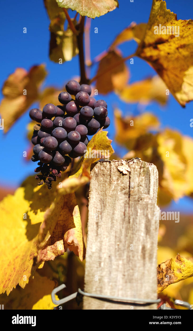 Pinot Noir Trauben im späten Herbst Sonnenlicht auf einen Weinberg in der Nähe von Hohentengen am Hochrhein, Baden-Württemberg, Deutschland Stockfoto