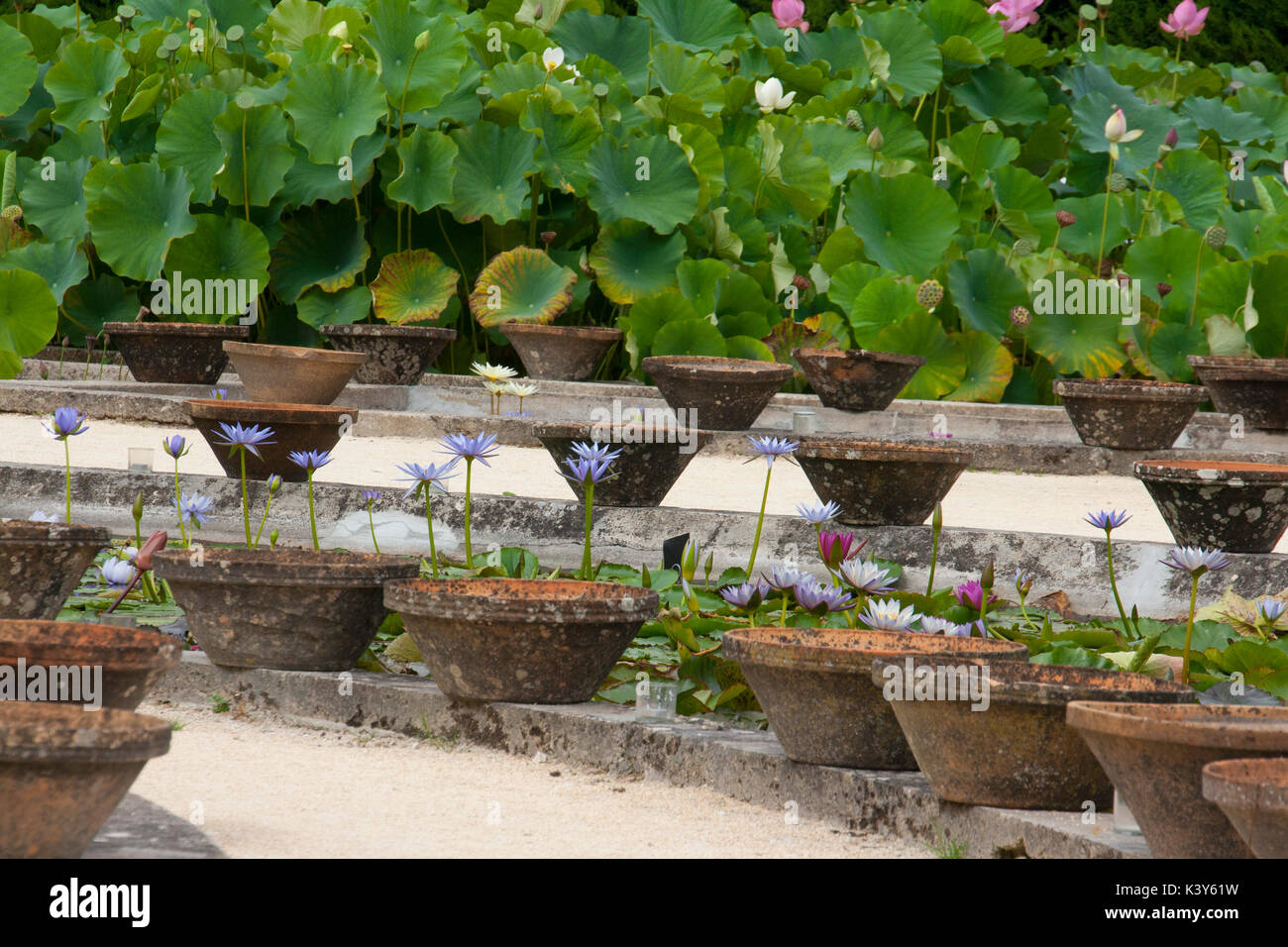 Wasser Gärten von Labor-Marliac berühmt für den Anbau von Seerosen Stockfoto