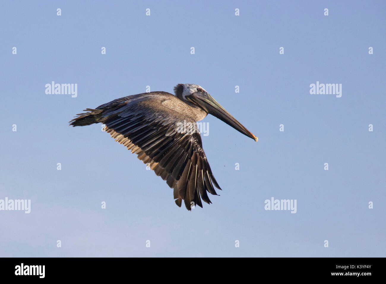 Ein Pelikan im Flug im Bahia Honda State Park in Florida Stockfoto