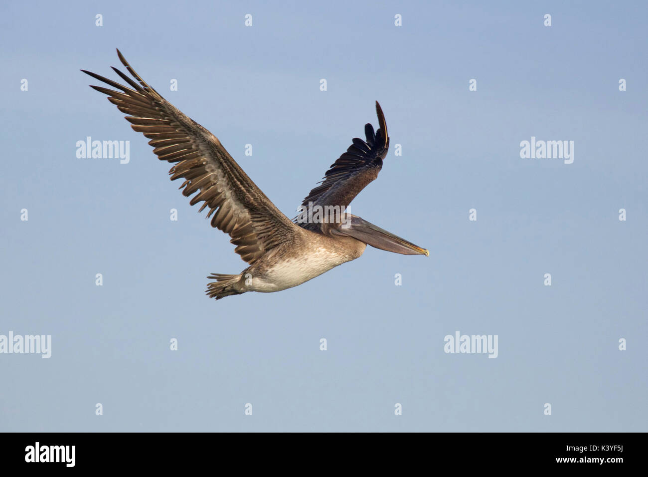 Ein Pelikan im Flug im Bahia Honda State Park in Florida Stockfoto