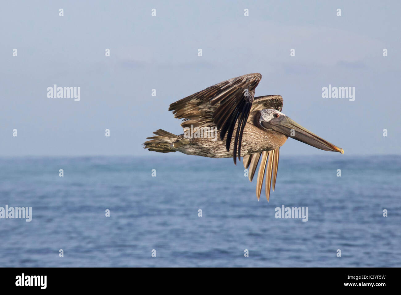 Eine Braune Pelikan im Flug im Bahia Honda State Park in Florida Stockfoto