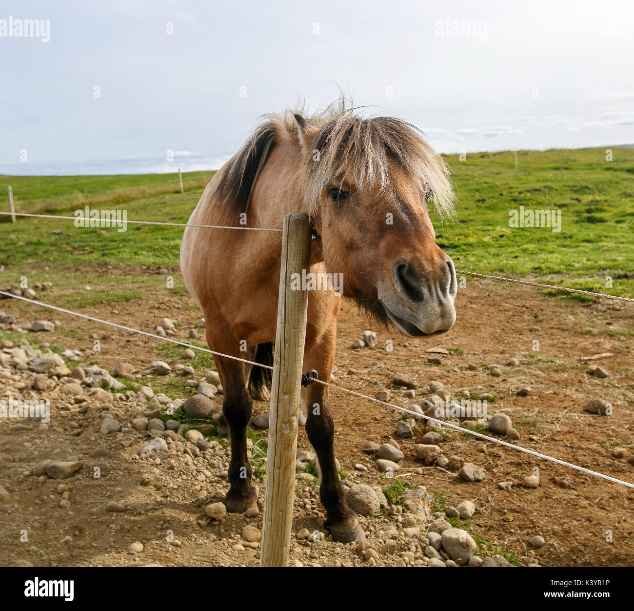 Islandpferd [Equus ferus caballus]. Island. Stockfoto