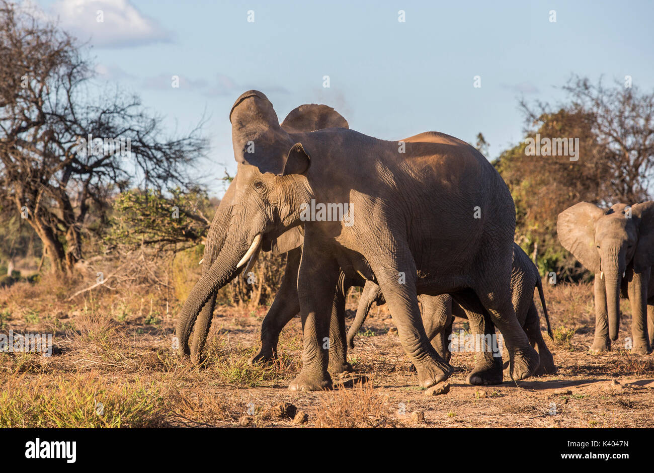 Eine Elefantenkuh (Loxodonta africana) Kopfschüttelnd in einem reizbaren Art und Weise mit der Herde im Hintergrund Stockfoto