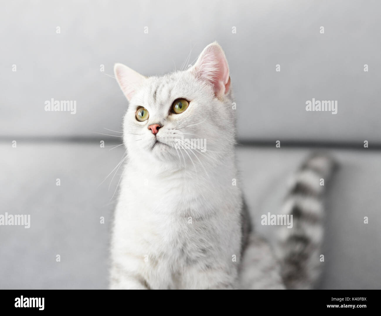 Schöne Katze mit grau-weißen Haar auf Sofa. Stockfoto
