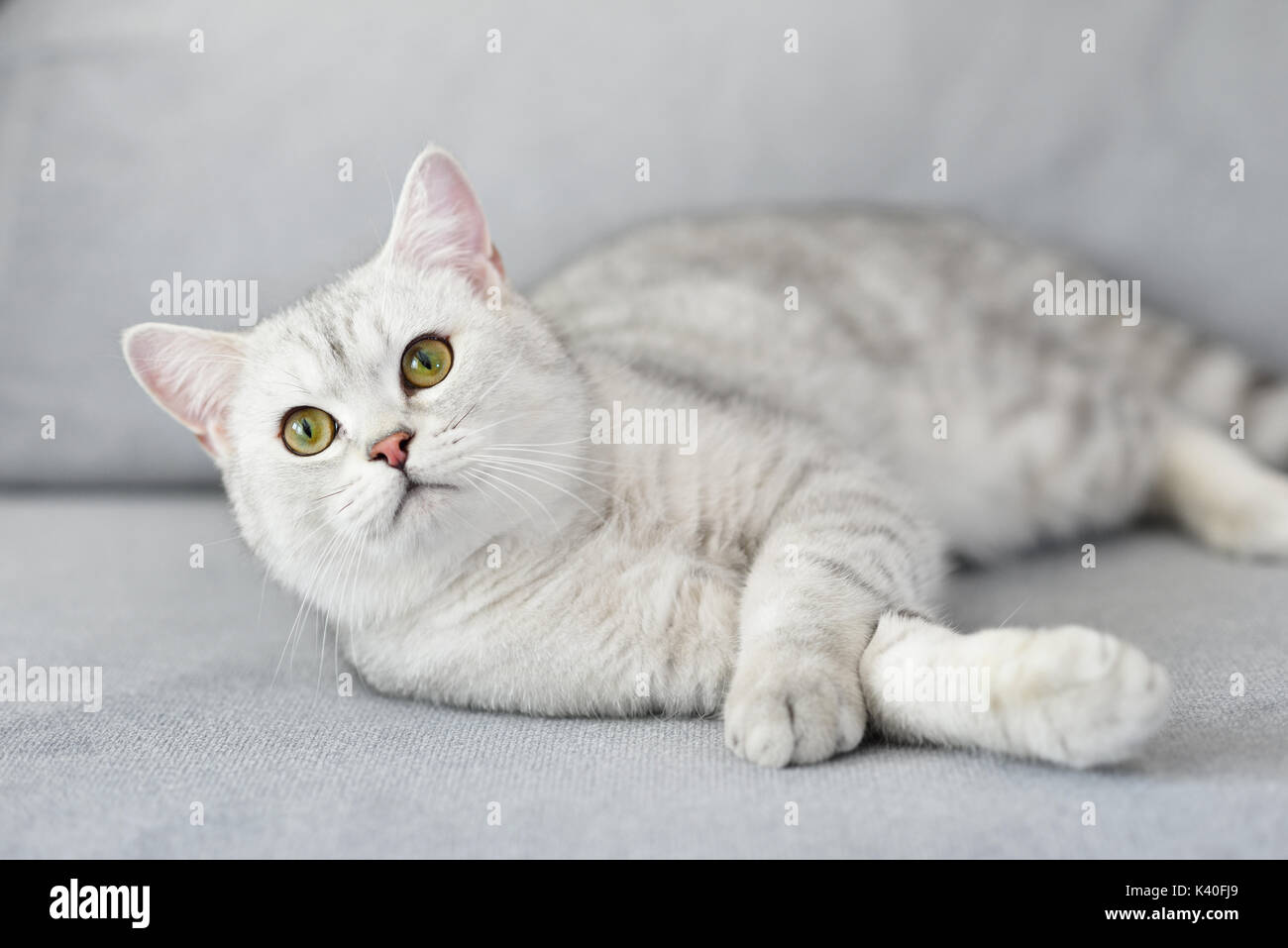 Schöne Katze mit grau-weißen Haar auf Sofa. Stockfoto