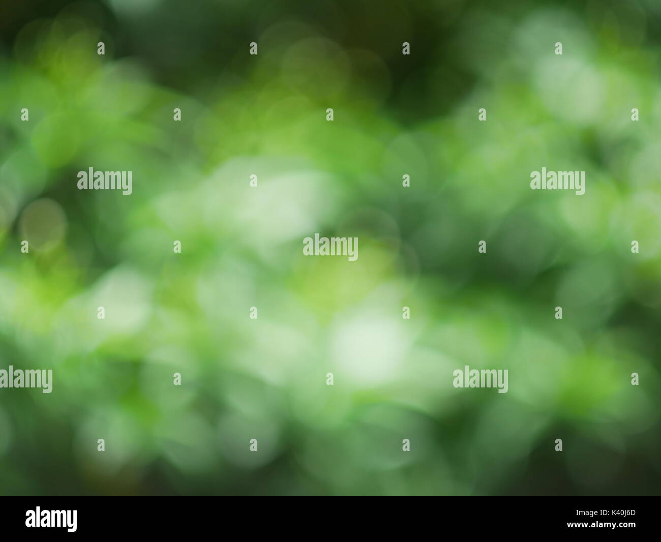 Grüne Natur abstrakt Hintergrund vom Blatt Wind weht in Wald, Grün bokeh unscharf Hintergrund aus der Natur Wald Stockfoto