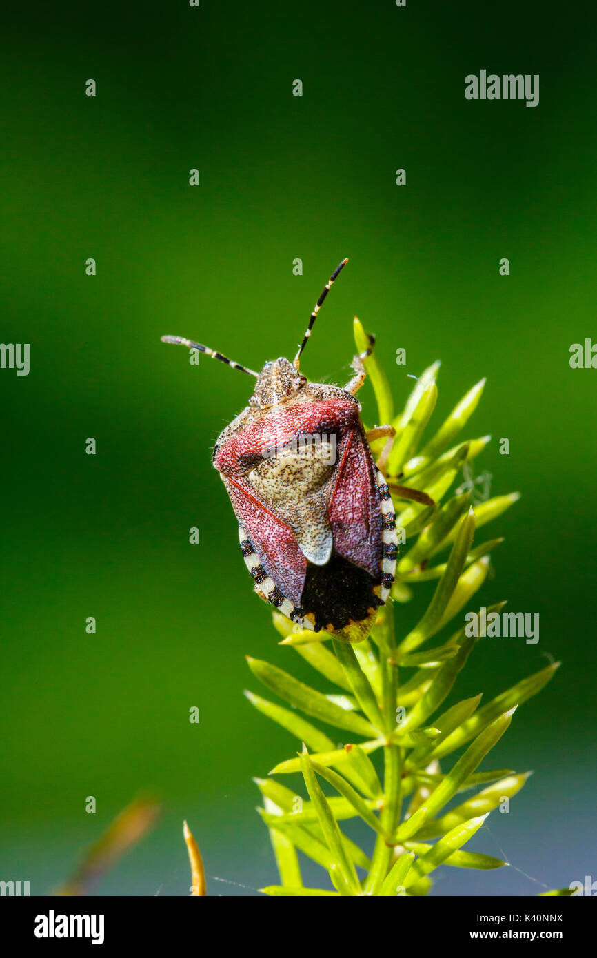 Schlehe bug (Dolycoris baccarum). Irache, Ayegui, Navarra. Stockfoto