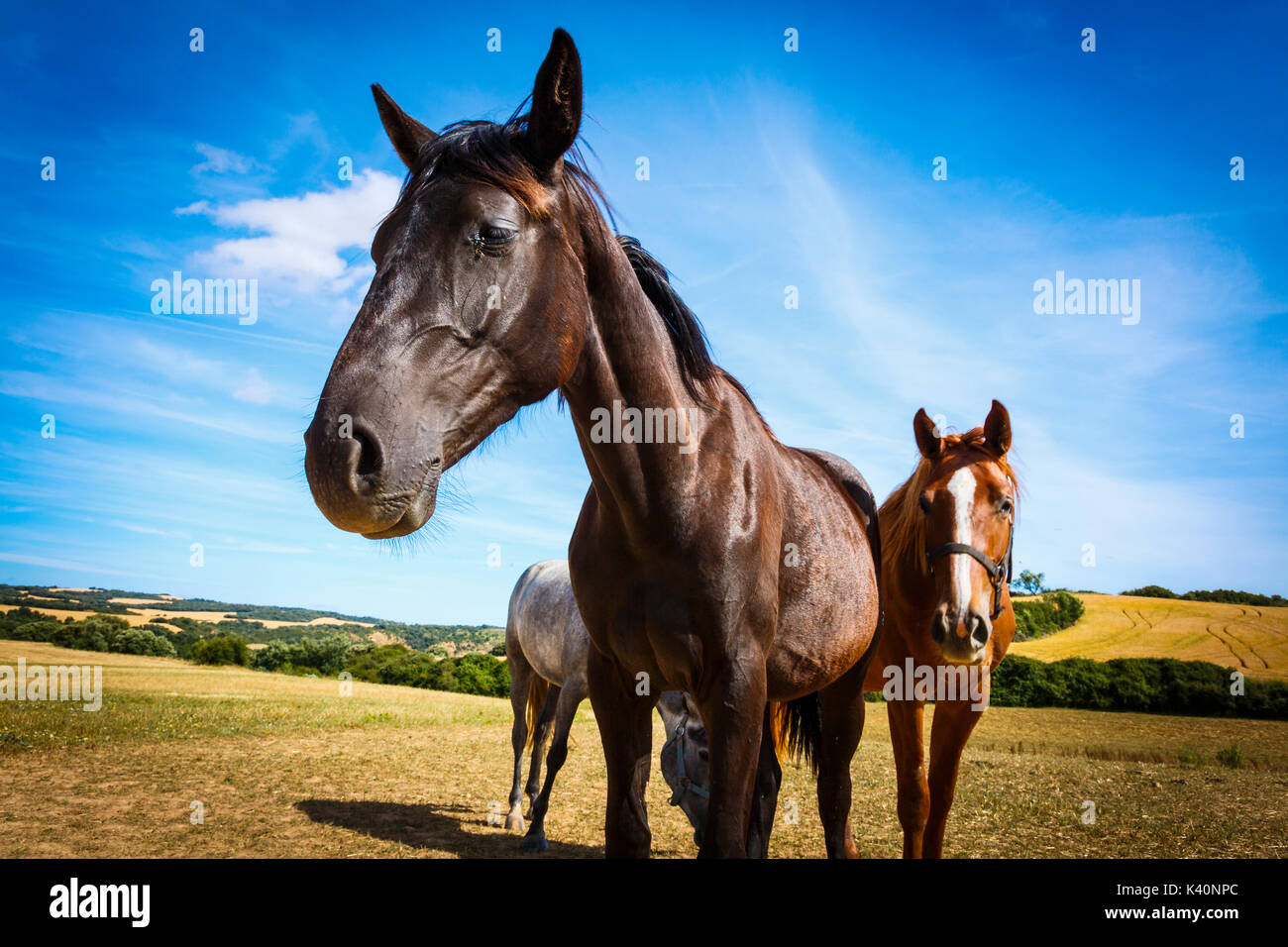 Pferde auf einem Bauernhof. Dicastillo. Tierra Estella, Navarra. Spanien, Europa. Stockfoto