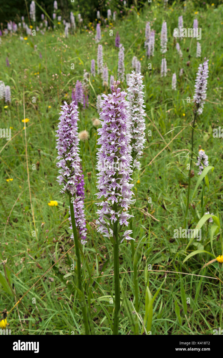 Bereich der sehr hohen lila Blau und Weiß gemeinsame getupft Orchidee Blumen (Dactylorhiza fuchsii), Ticknall Kalk Steinbruch, Derbyshire, England, Großbritannien Stockfoto
