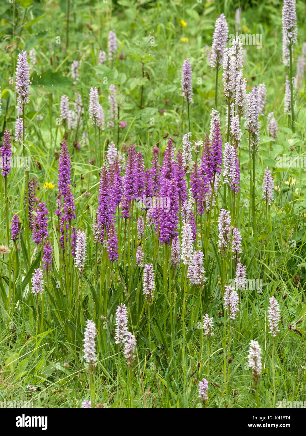 Bereich der sehr hohen lila Blau und Weiß gemeinsame getupft Orchidee Blumen (Dactylorhiza fuchsii), Ticknall Kalk Steinbruch, Derbyshire, England, Großbritannien Stockfoto