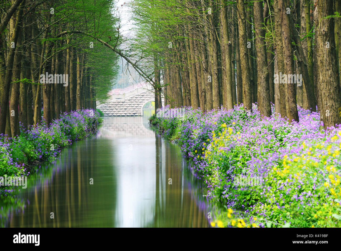 Wasser Zeder Wald im Frühling in Xinghua, Jiangsu, China Stockfoto