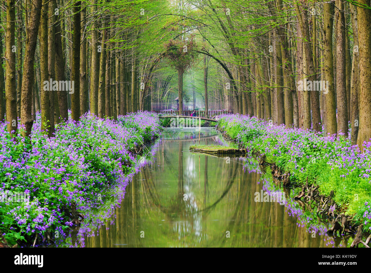 Wasser Zeder Wald im Frühling in Xinghua, Jiangsu, China Stockfoto