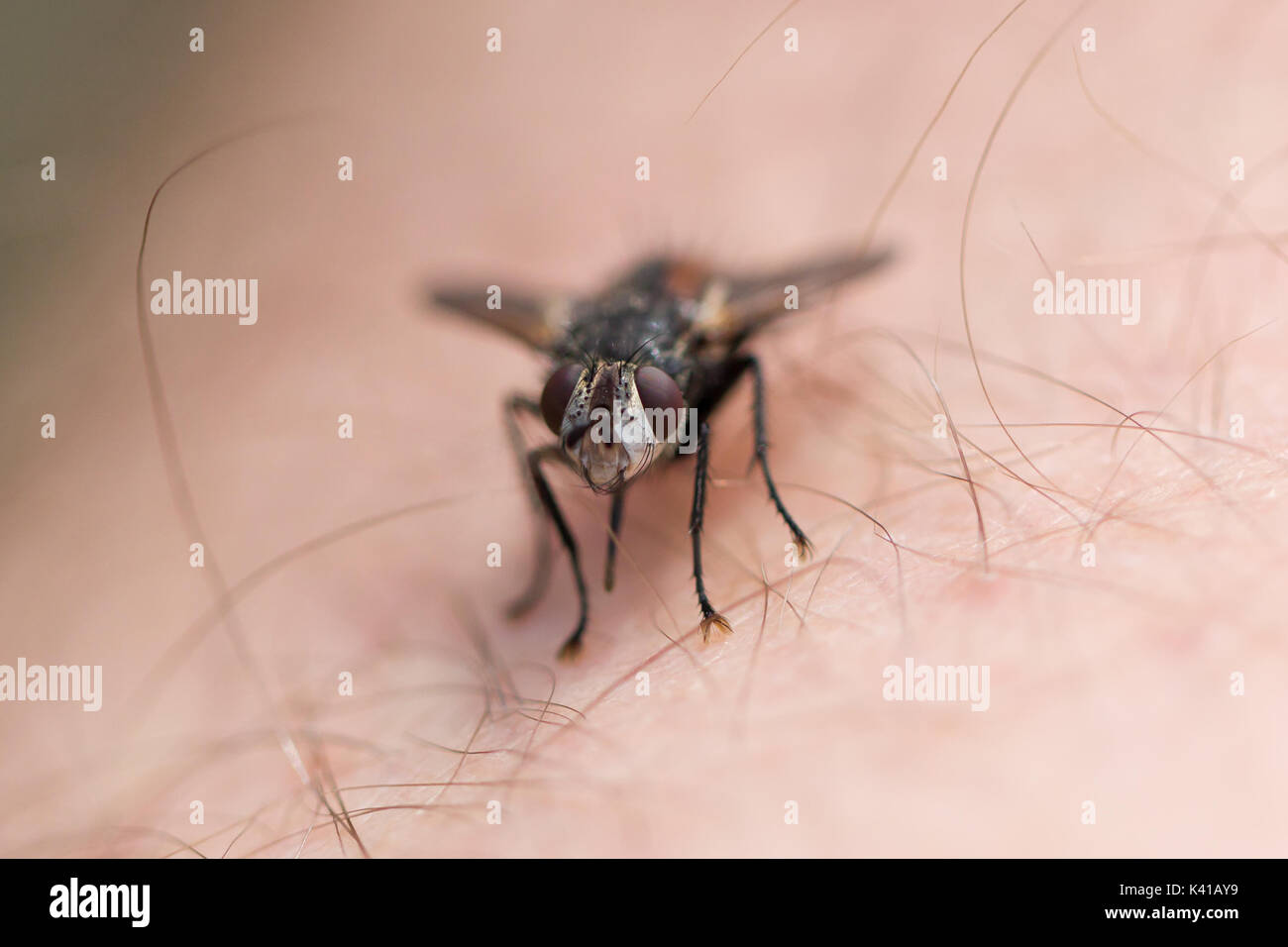 Kleine Fliege ruhen - selektive Fokus auf die Augen Stockfoto