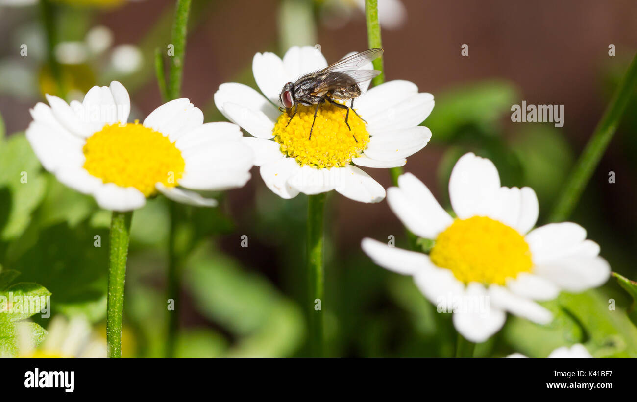 Kleine Fliege ruhen - selektive Fokus auf die Augen Stockfoto