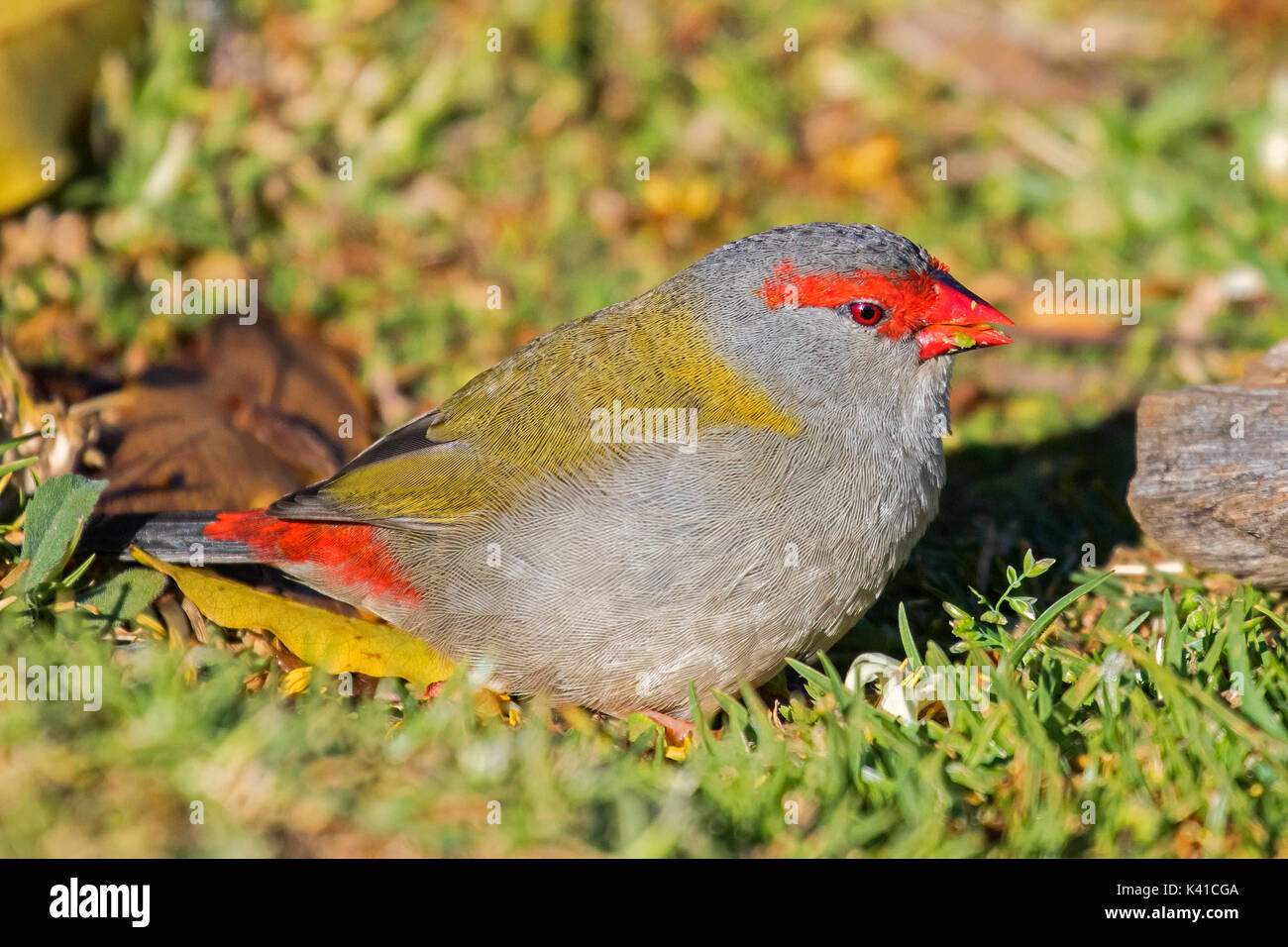Red tiefsten Finch Stockfoto