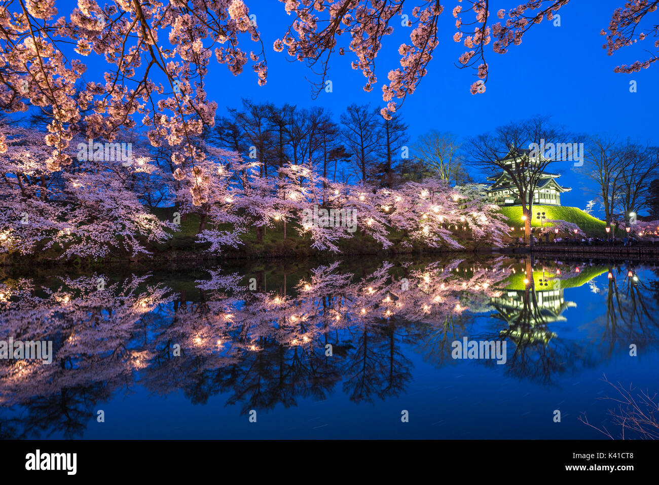 Kirschblüten im Takada Park in Japan Stockfoto