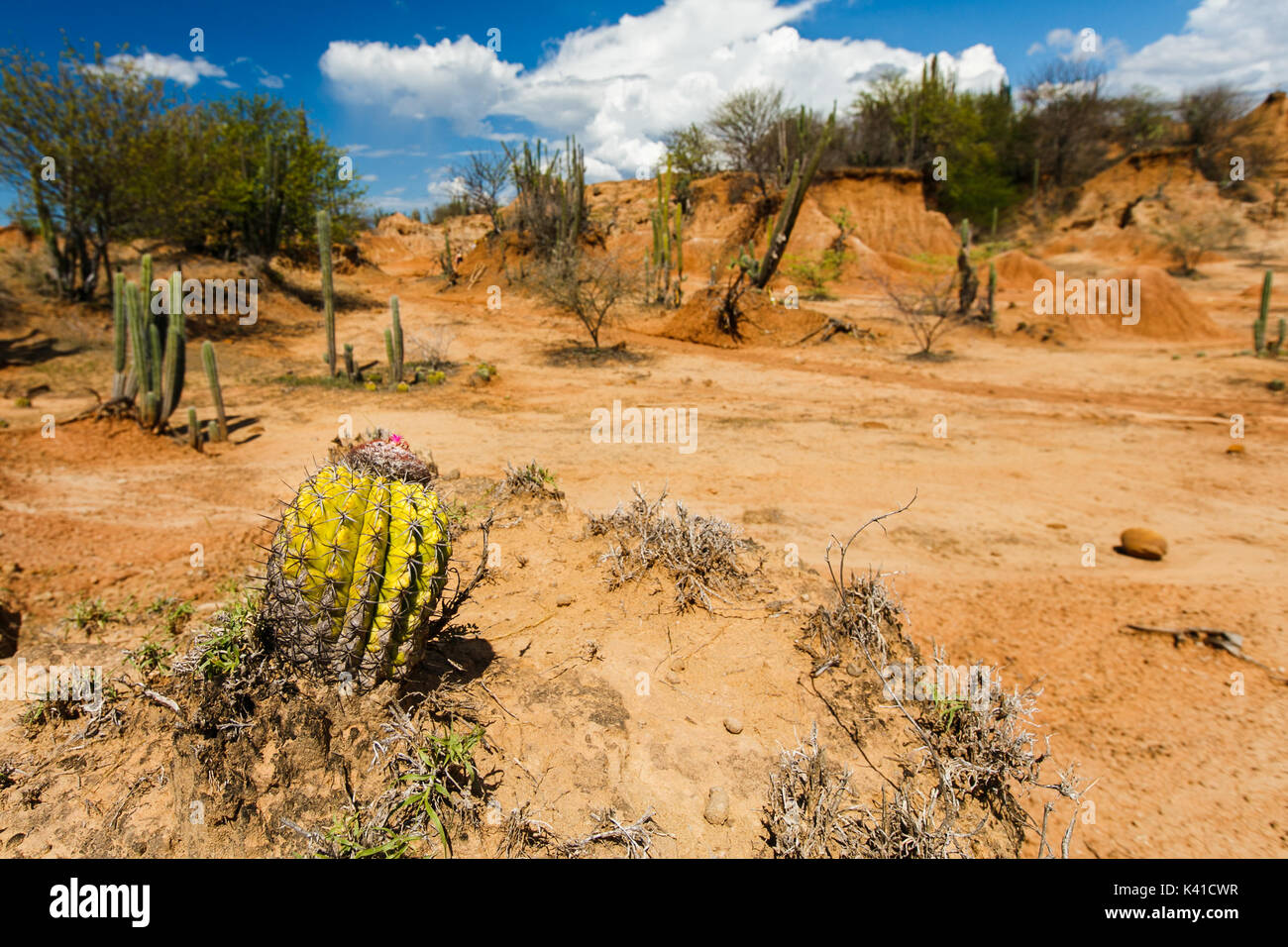 großen Kakteen in rote Wüste, Wüste Tatacoa, Kolumbien, Lateinamerika, Wolken und Sand, roter Sand in der Wüste Stockfoto großen Kakteen in rote Wüste, Wüste Tatacoa, Kolumbien, Lateinamerika, Wolken und Sand, roter Sand in der Wüste Stockfoto