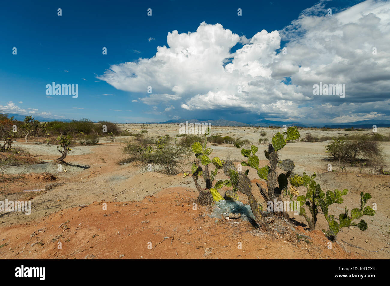 großen Kakteen in rote Wüste, Wüste Tatacoa, Kolumbien, Lateinamerika, Wolken und Sand, roter Sand in der Wüste Stockfoto großen Kakteen in rote Wüste, Wüste Tatacoa, Kolumbien, Lateinamerika, Wolken und Sand, roter Sand in der Wüste Stockfoto