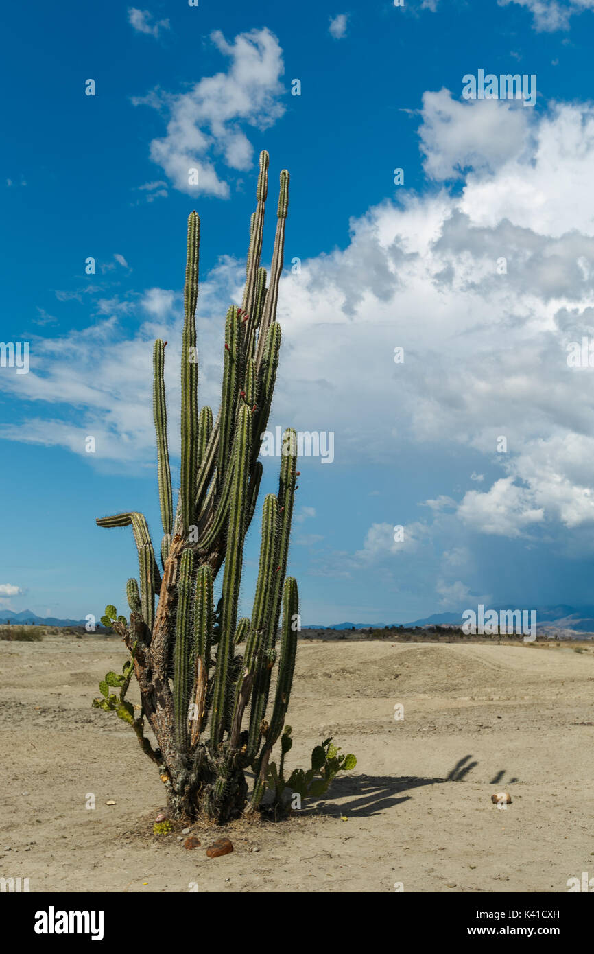 großen Kakteen in rote Wüste, Wüste Tatacoa, Kolumbien, Lateinamerika, Wolken und Sand, roter Sand in der Wüste Stockfoto großen Kakteen in rote Wüste, Wüste Tatacoa, Kolumbien, Lateinamerika, Wolken und Sand, roter Sand in der Wüste Stockfoto