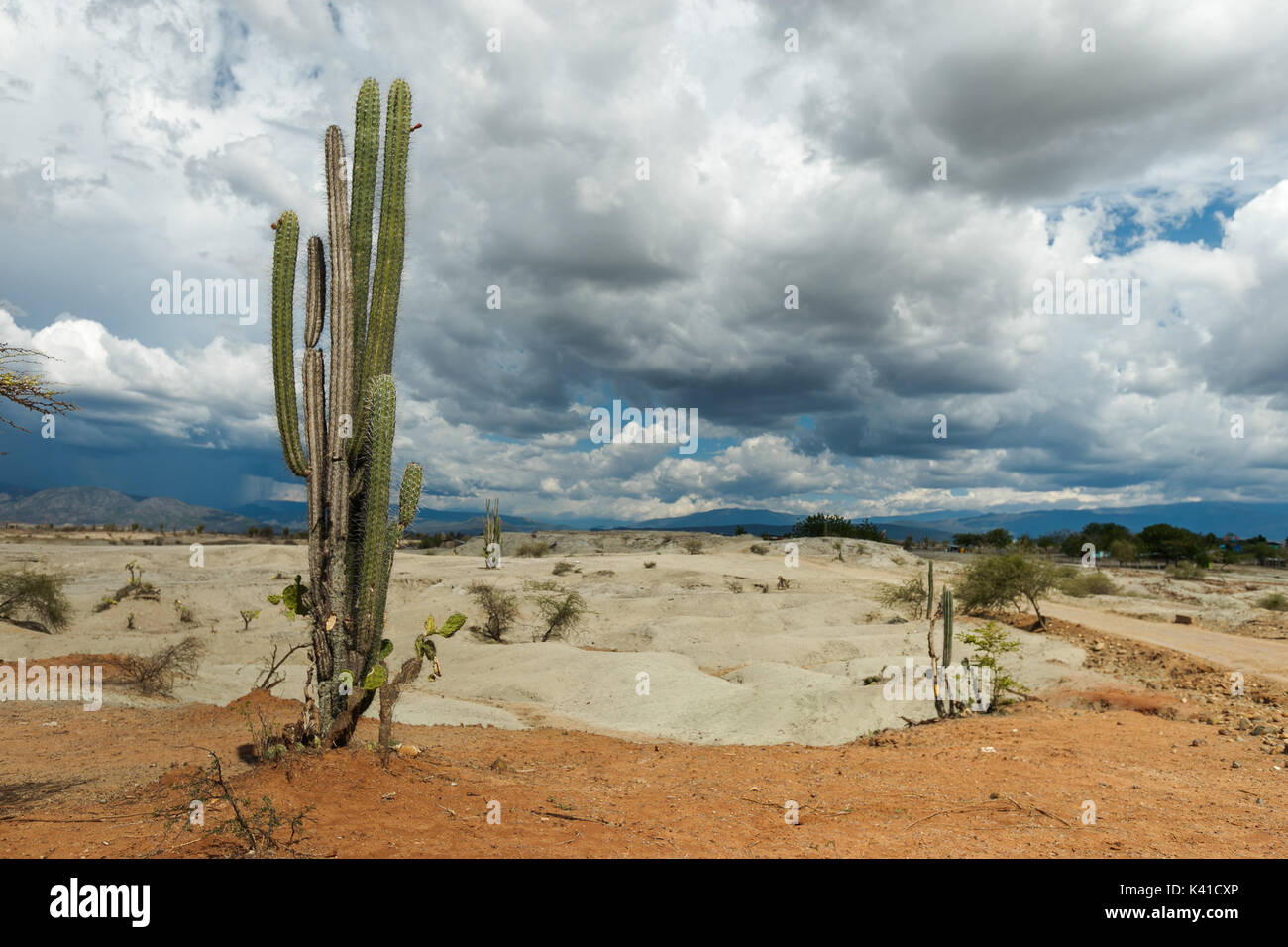 großen Kakteen in rote Wüste, Wüste Tatacoa, Kolumbien, Lateinamerika, Wolken und Sand, roter Sand in der Wüste Stockfoto großen Kakteen in rote Wüste, Wüste Tatacoa, Kolumbien, Lateinamerika, Wolken und Sand, roter Sand in der Wüste Stockfoto