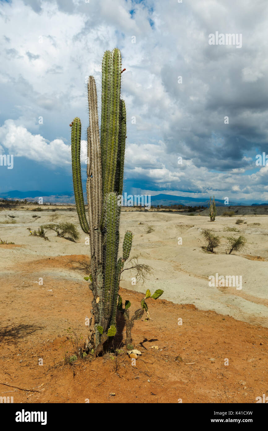 großen Kakteen in rote Wüste, Wüste Tatacoa, Kolumbien, Lateinamerika, Wolken und Sand, roter Sand in der Wüste Stockfoto großen Kakteen in rote Wüste, Wüste Tatacoa, Kolumbien, Lateinamerika, Wolken und Sand, roter Sand in der Wüste Stockfoto