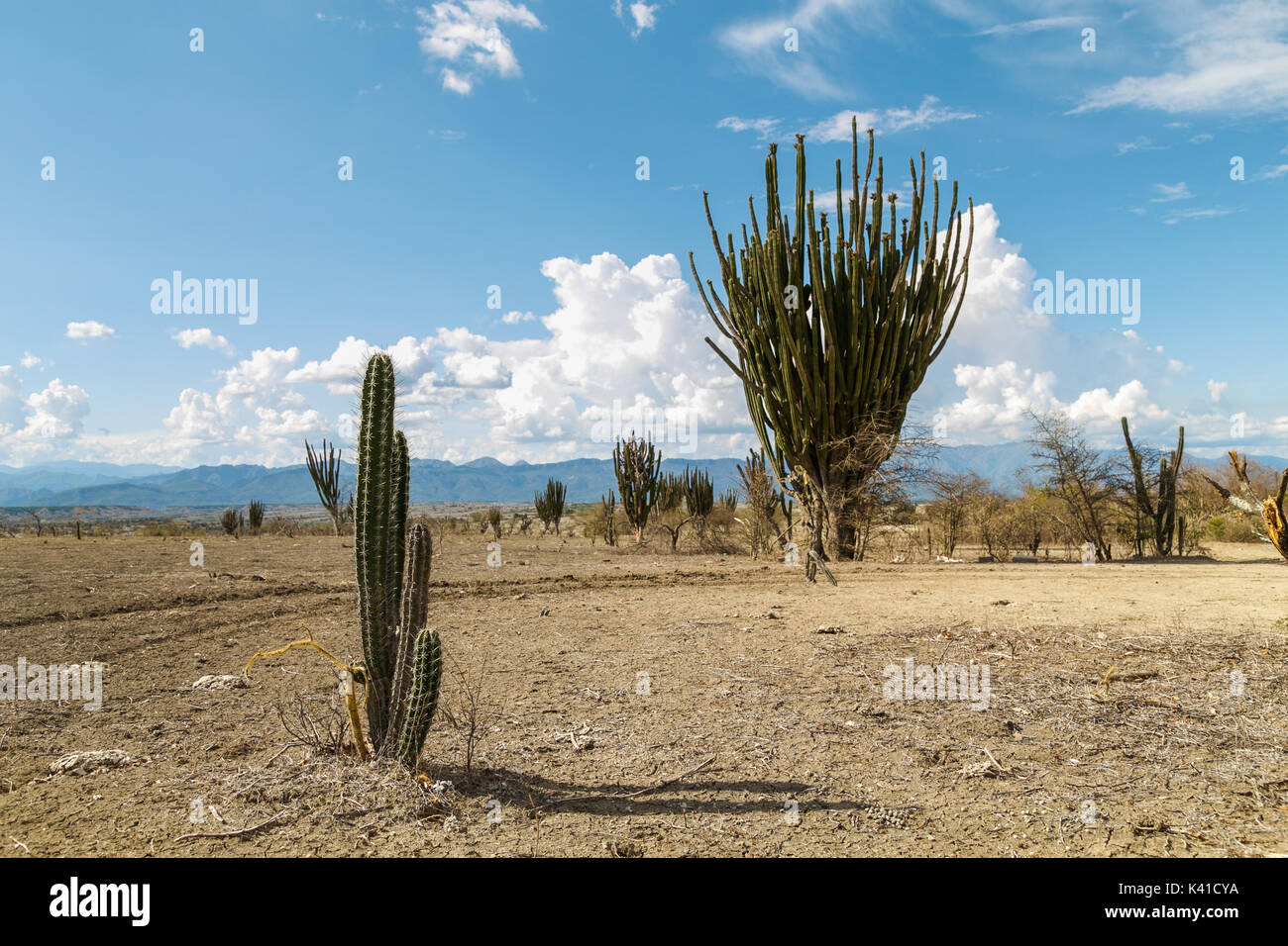 großen Kakteen in rote Wüste, Wüste Tatacoa, Kolumbien, Lateinamerika, Wolken und Sand, roter Sand in der Wüste Stockfoto großen Kakteen in rote Wüste, Wüste Tatacoa, Kolumbien, Lateinamerika, Wolken und Sand, roter Sand in der Wüste Stockfoto