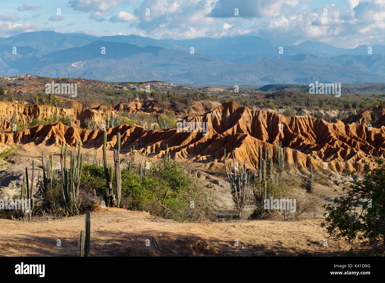 großen Kakteen in rote Wüste, Wüste Tatacoa, Kolumbien, Lateinamerika, Wolken und Sand, roter Sand in der Wüste Stockfoto großen Kakteen in rote Wüste, Wüste Tatacoa, Kolumbien, Lateinamerika, Wolken und Sand, roter Sand in der Wüste Stockfoto