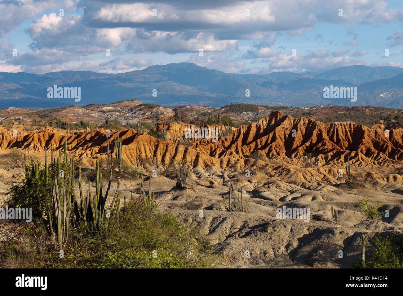 großen Kakteen in rote Wüste, Wüste Tatacoa, Kolumbien, Lateinamerika, Wolken und Sand, roter Sand in der Wüste Stockfoto großen Kakteen in rote Wüste, Wüste Tatacoa, Kolumbien, Lateinamerika, Wolken und Sand, roter Sand in der Wüste Stockfoto